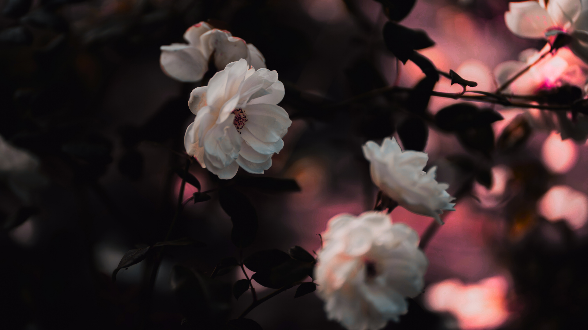 Roses, soft and warm-toned